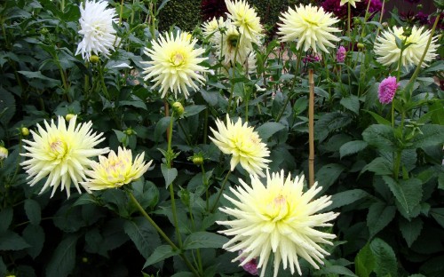 Image white and yellow flowers with green leaves