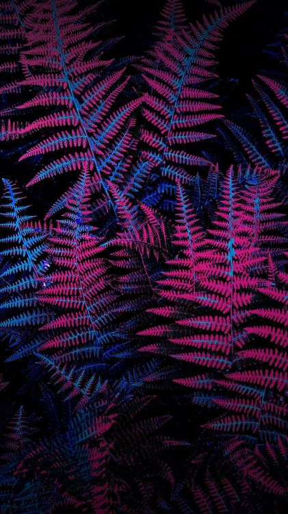 plant, purple, textile, pink, violet