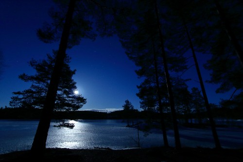 Image night, water, nature, blue, tree