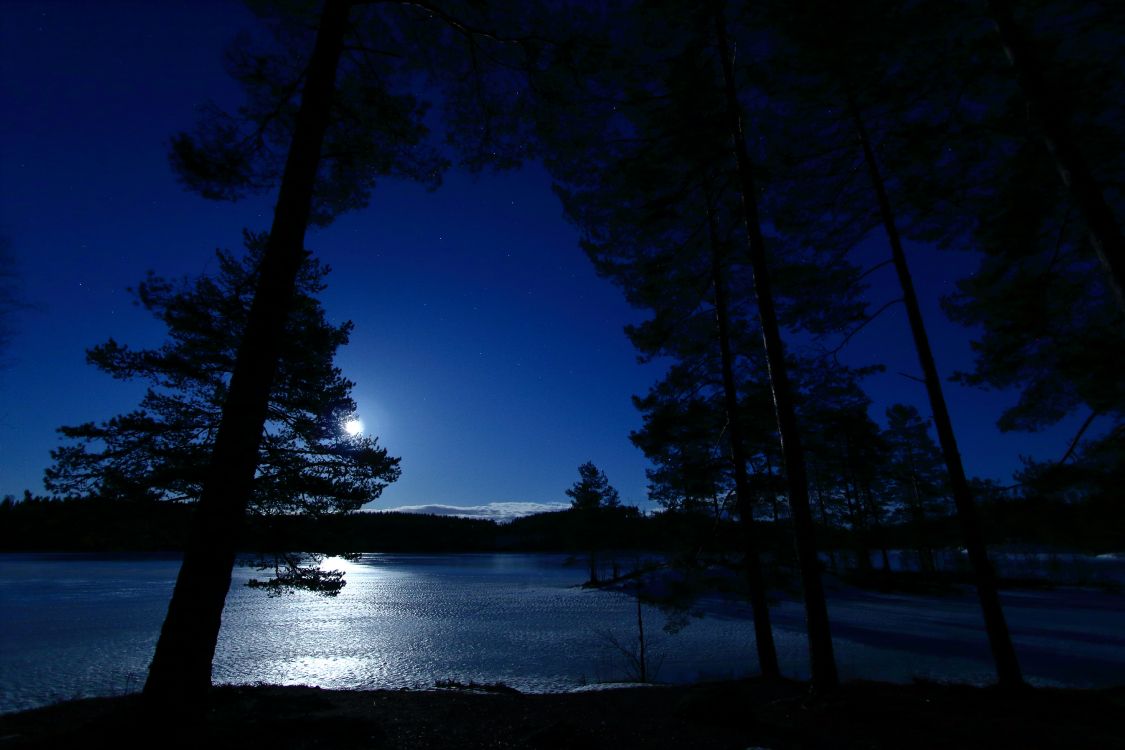 night, water, nature, blue, tree