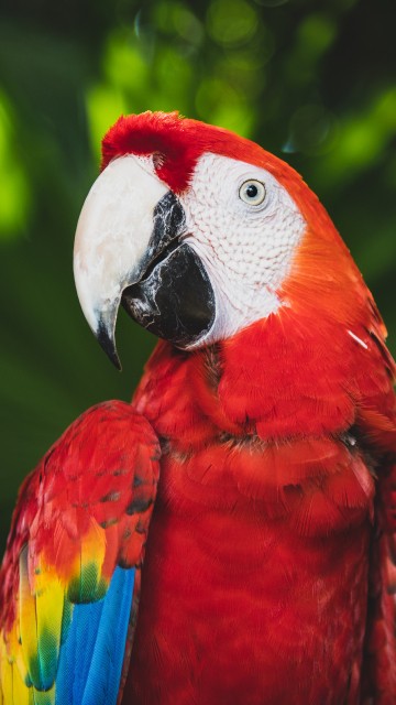 Image red blue and yellow macaw