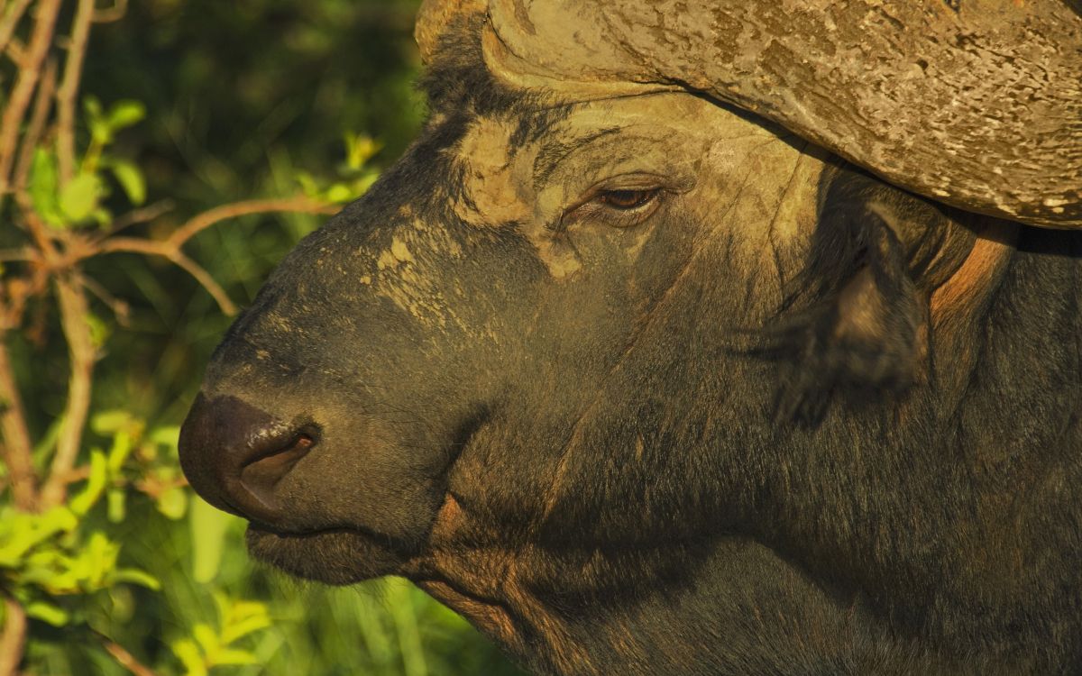 非洲水牛, 水牛, 美洲野牛, 野生动物, 陆地动物 壁纸 2560x1600 允许