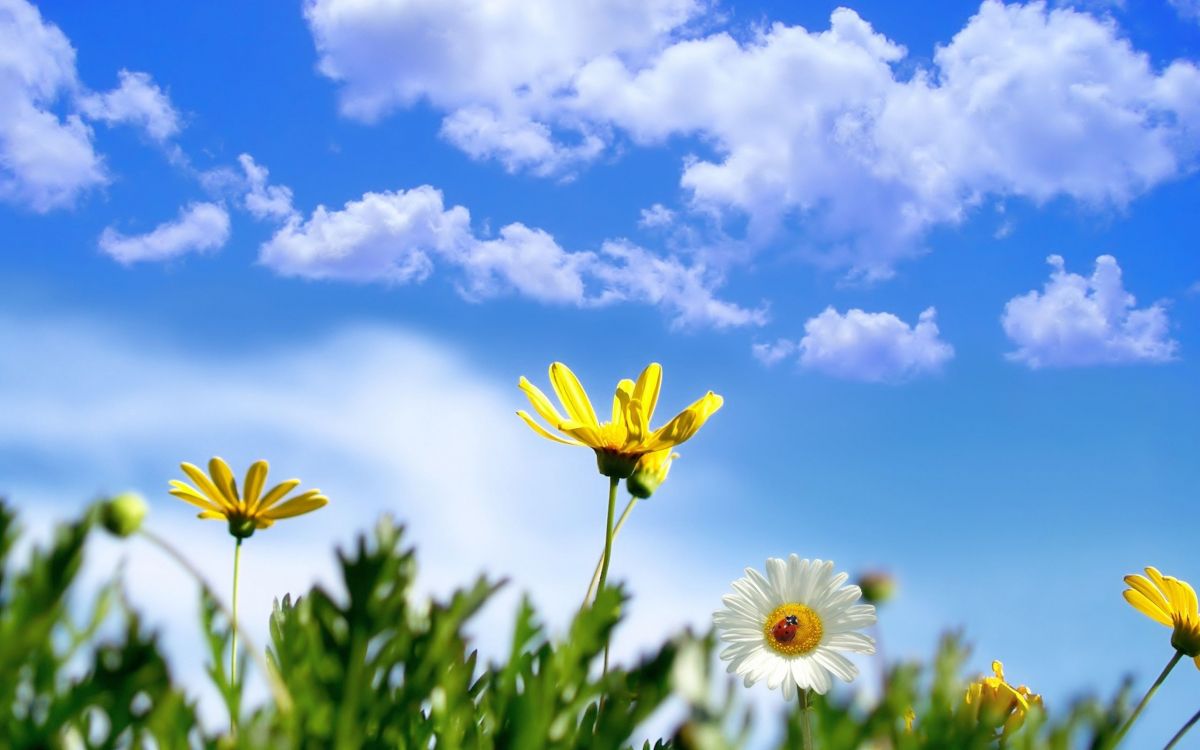Fleur Jaune et Blanche Sous Ciel Bleu et Nuages Blancs Pendant la Journée. Wallpaper in 2560x1600 Resolution