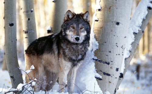 Image brown wolf on snow covered ground