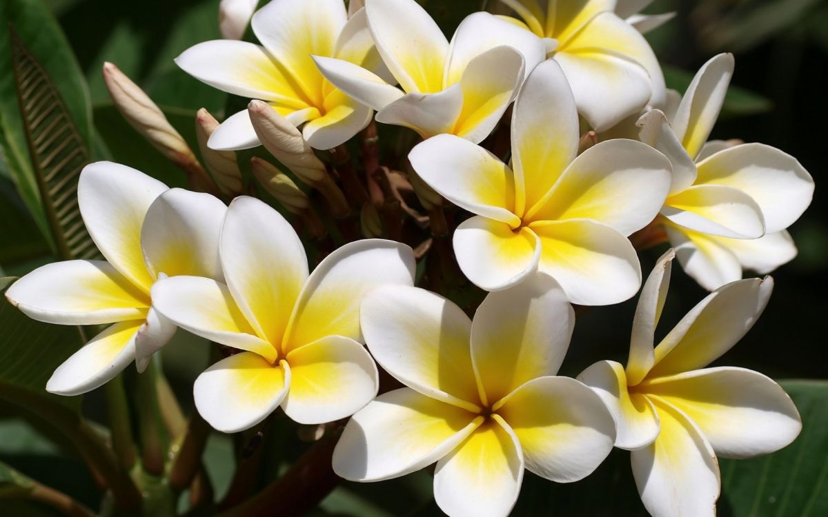 Fleurs Blanches et Jaunes en Photographie Rapprochée. Wallpaper in 1920x1200 Resolution