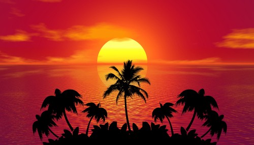 Image silhouette of palm trees during sunset