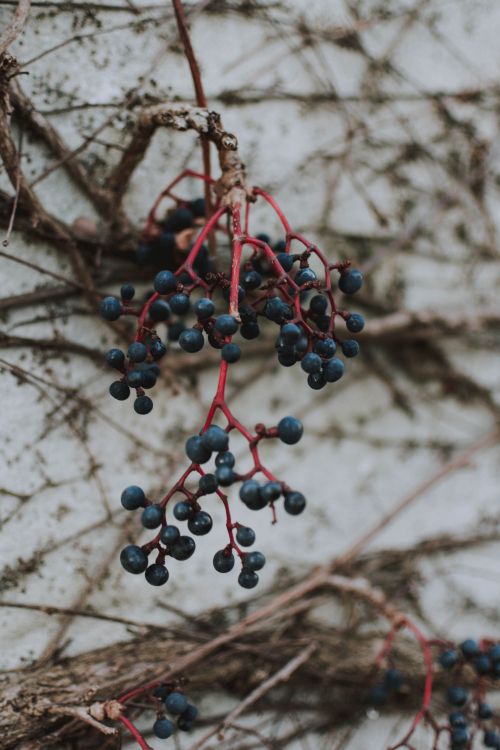 Fruits, Plantes Ligneuses, Rameau, Aliment, la Floraison de la Plante. Wallpaper in 4000x6000 Resolution