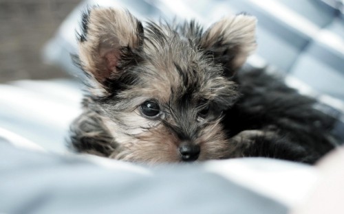 Image black and tan yorkshire terrier puppy lying on white textile