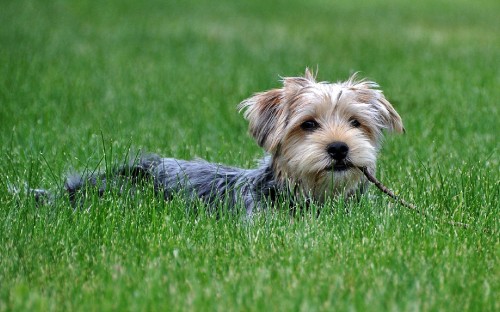 Image black and tan yorkshire terrier puppy running on green grass field during daytime