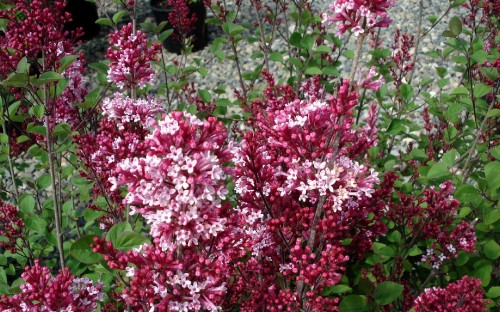 Image pink flowers with green leaves