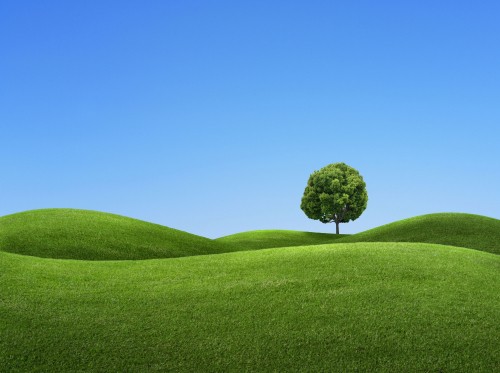 Image green tree on green grass field under blue sky during daytime