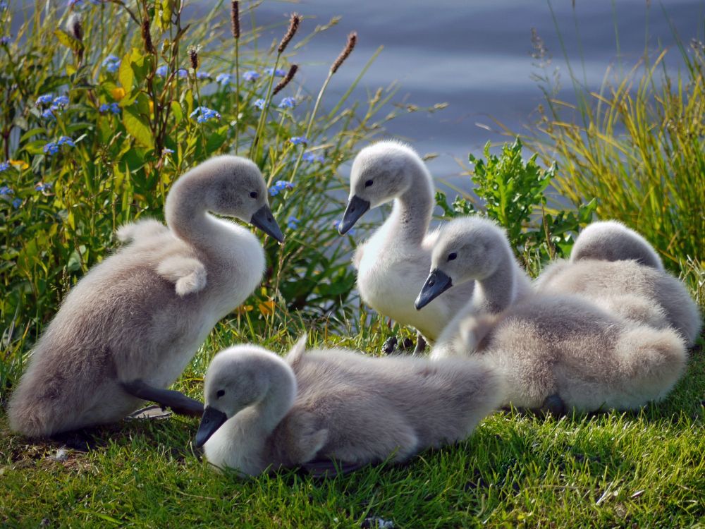 Cygne Blanc Sur L'herbe Verte Pendant la Journée. Wallpaper in 2048x1536 Resolution