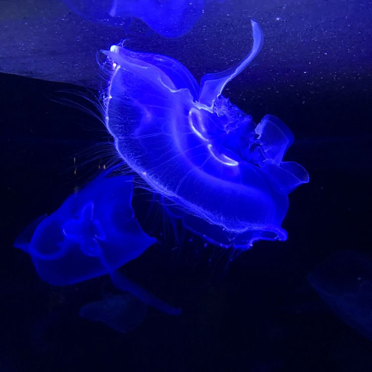 水母, 海洋生物学, 海洋无脊椎动物, 电蓝色的, 液体 壁纸 1772x1772 允许