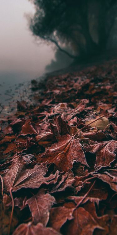 Blog, Agua, Madera, Sucursal, Ramita. Wallpaper in 1080x2160 Resolution