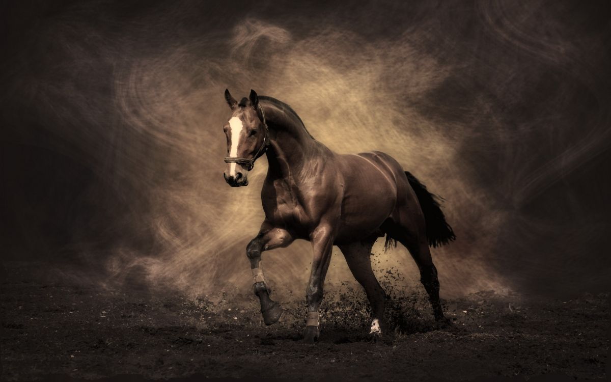 Cheval Brun Sur Champ Brun. Wallpaper in 2560x1600 Resolution