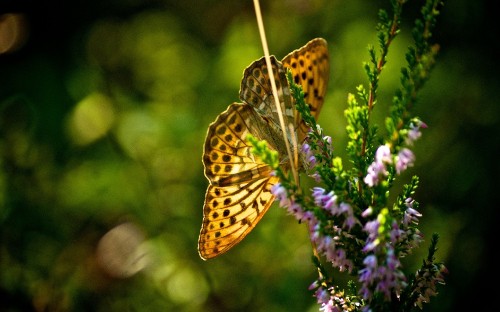 Image brown and black butterfly on purple flower