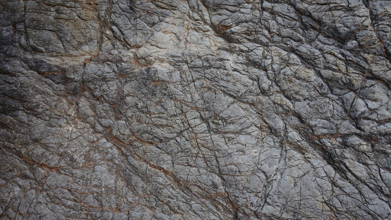 Arbre Sans Feuilles Brun Pendant la Journée. Wallpaper in 2560x1440 Resolution