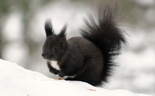 Image brown squirrel on white textile