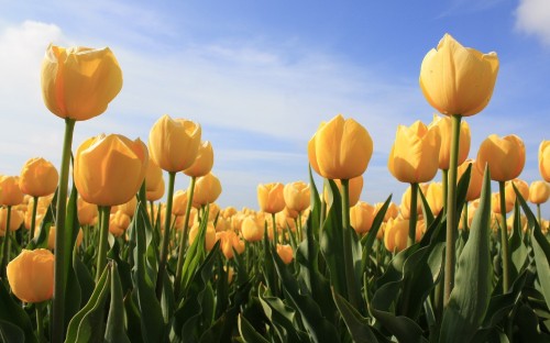 Image yellow tulips field under blue sky during daytime