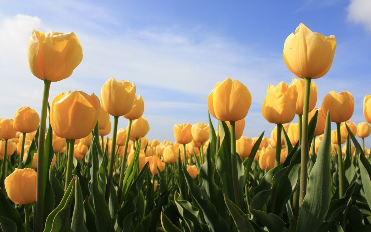 yellow tulips field under blue sky during daytime