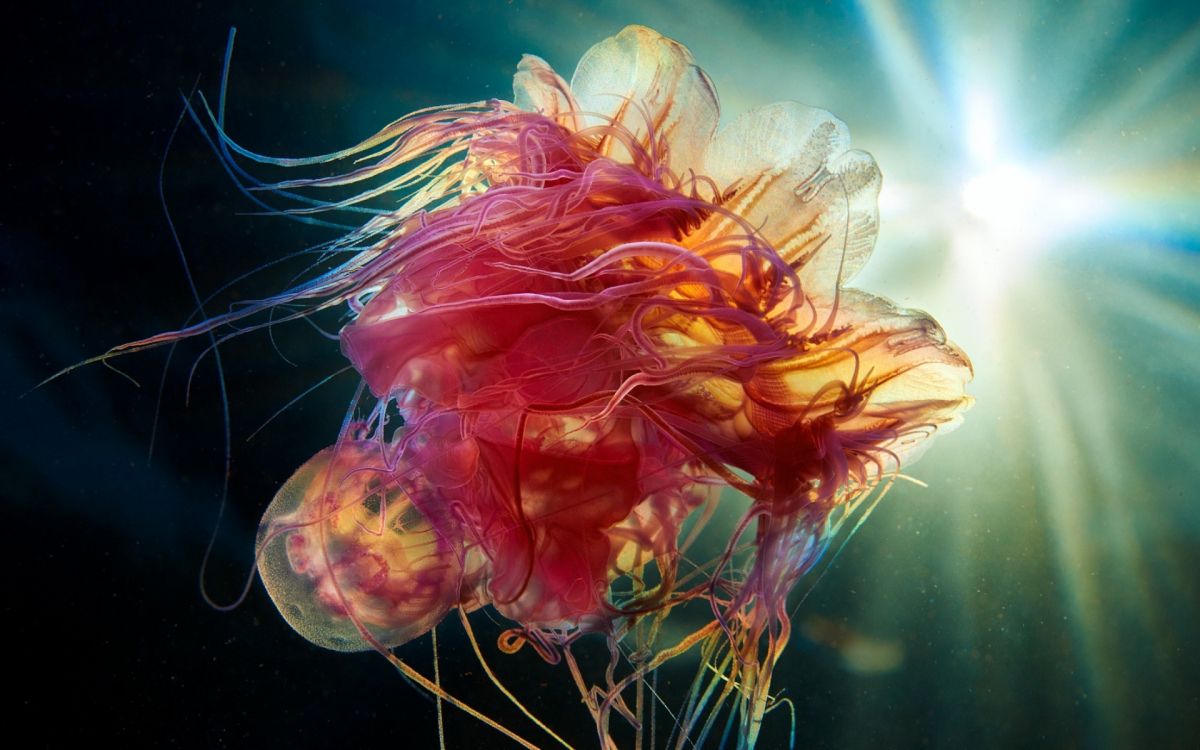 Lenovo Thinkpad x1 Yoga 4ta Generación, Lenovo Thinkpad x1 Yoga 2019, Lenovo, Lenovo Yoga, Wqhd. Wallpaper in 1920x1200 Resolution