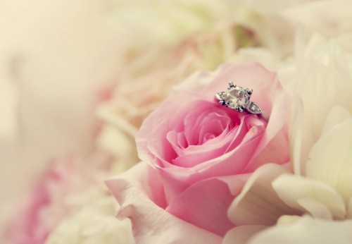 Image pink rose in bloom macro photography