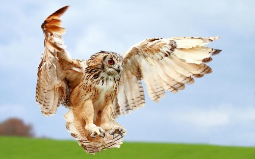 Image brown and white owl flying during daytime