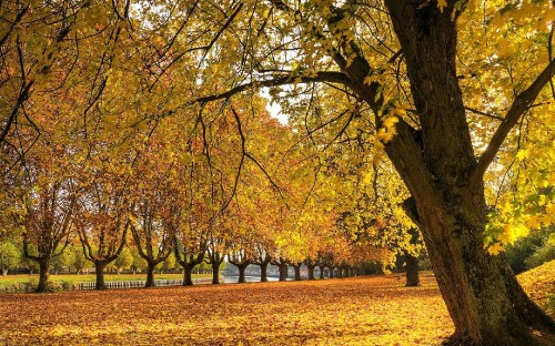 Image yellow and brown trees on brown grass field during daytime