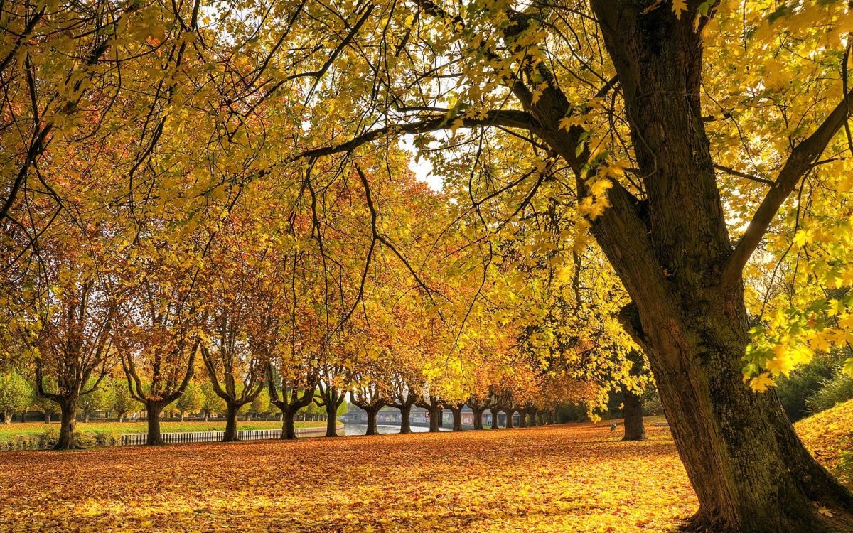 yellow and brown trees on brown grass field during daytime