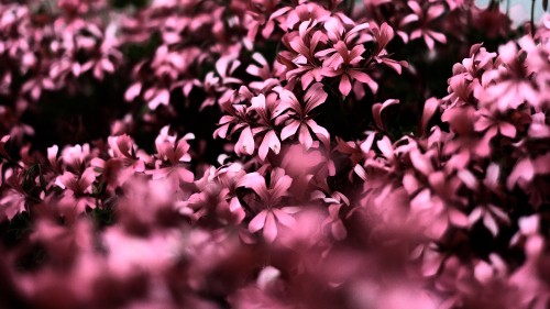 Image pink flowers in tilt shift lens