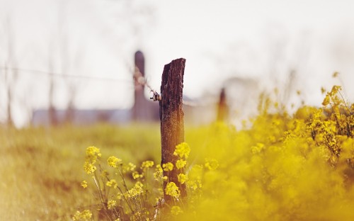 Image yellow flower field during daytime