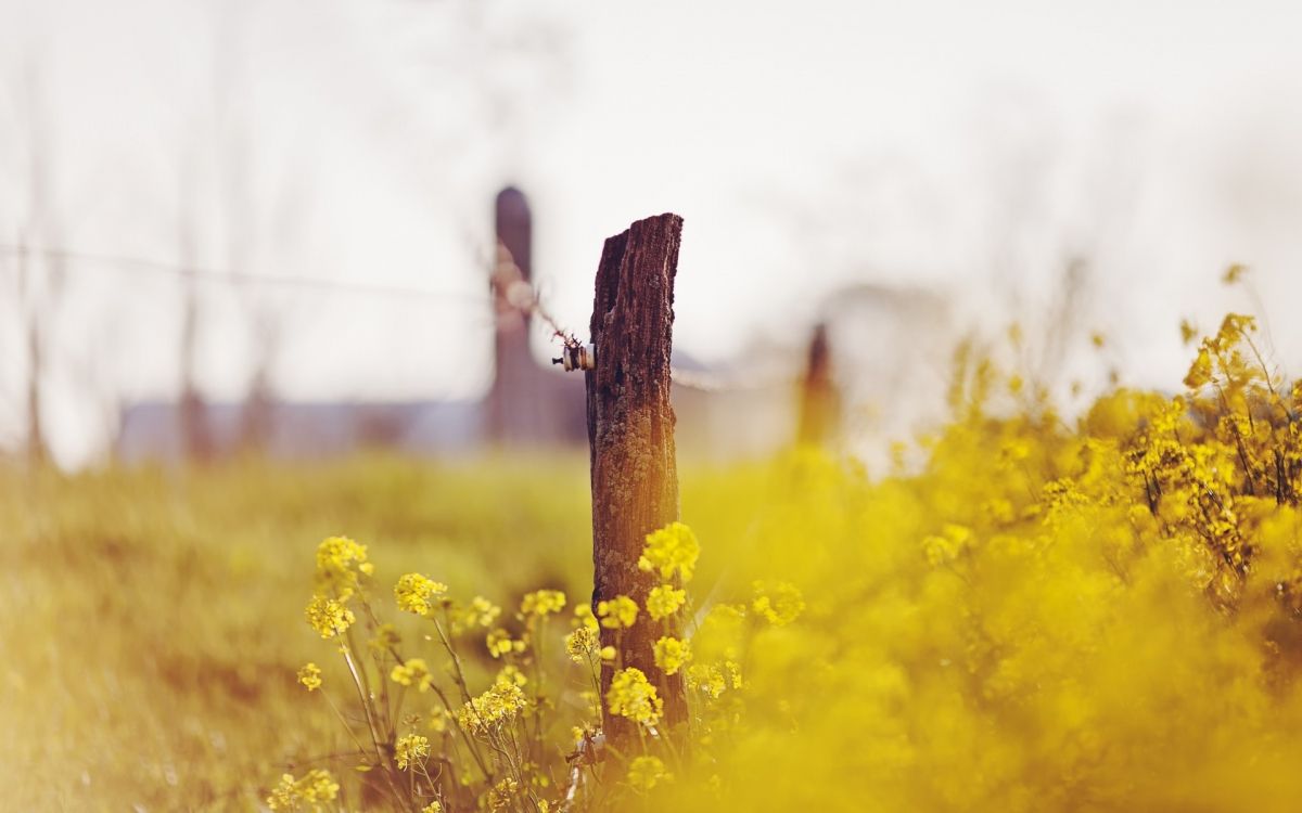 yellow flower field during daytime