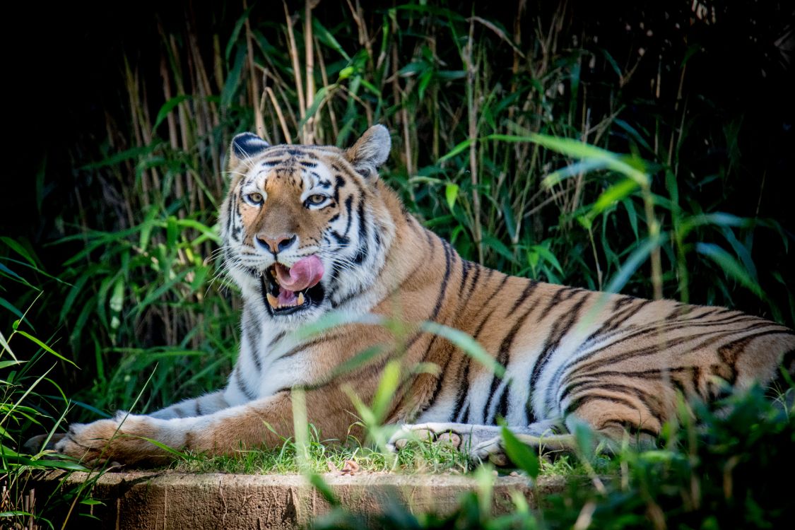 老虎 孟加拉虎 西伯利亚虎 猫科 自然环境高清壁纸 动物图片 桌面背景和图片