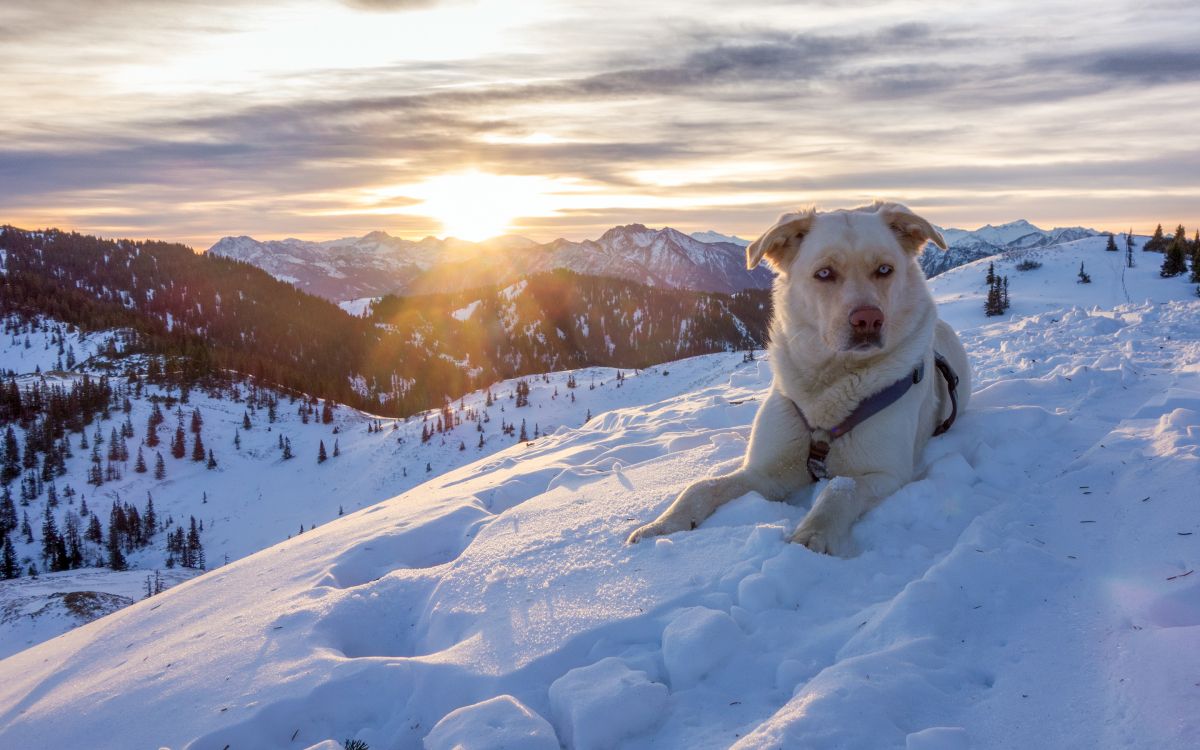 Chien à Poil Court Blanc Sur Sol Couvert de Neige Pendant la Journée. Wallpaper in 2880x1800 Resolution