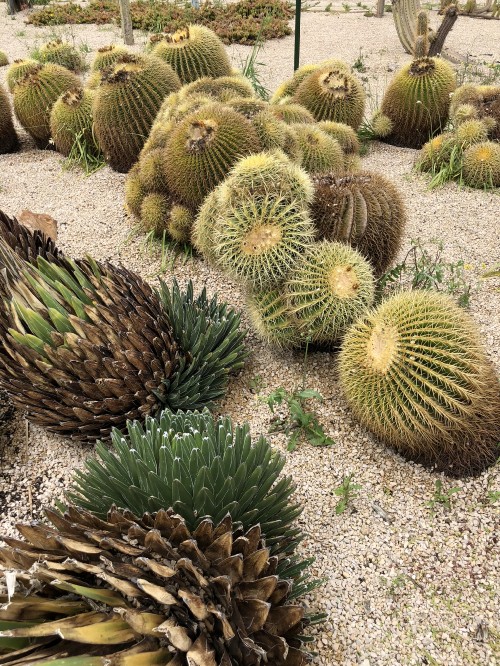 Fondos de Pantalla Cactus, Imágenes HD Cactus, Descargar Imágenes Gratis