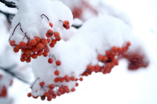 Image red round fruit covered with snow