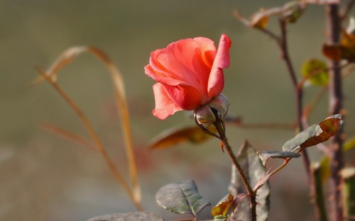 Image pink rose in bloom during daytime