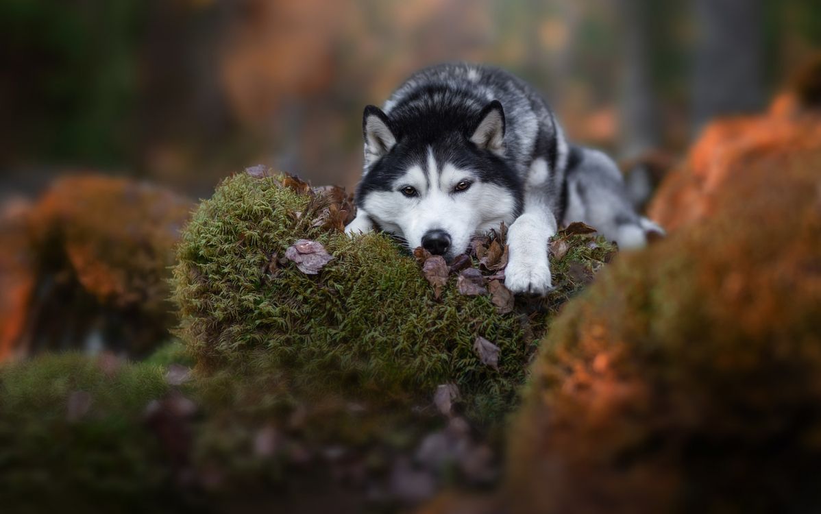 Schwarz-Weiß-Welpen Des Sibirischen Huskys Auf Grünem Gras Tagsüber. Wallpaper in 1920x1202 Resolution