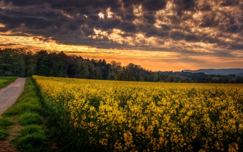 Image yellow flower field under cloudy sky during daytime