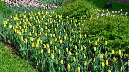 Image yellow tulips field during daytime