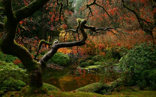 Image green moss on brown tree branch