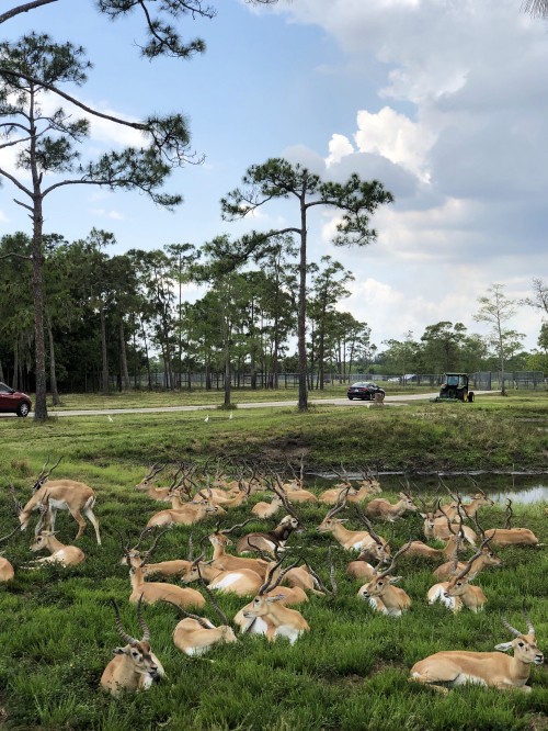 羊壁纸 羊高清图片 免费下载图片