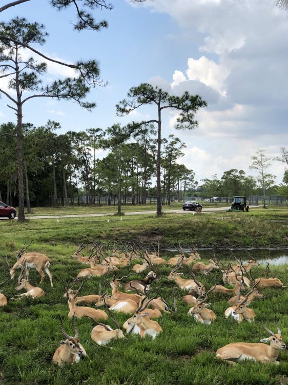 农村地区, 木本植物, 羊, 地被, 草坪 壁纸 2946x3928 允许