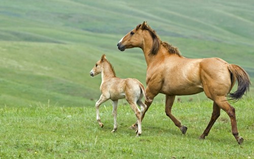 Image brown horse and white horse on green grass field during daytime