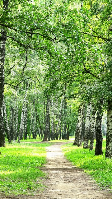 Image green grass and trees during daytime