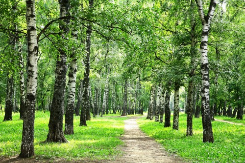 Image green grass and trees during daytime