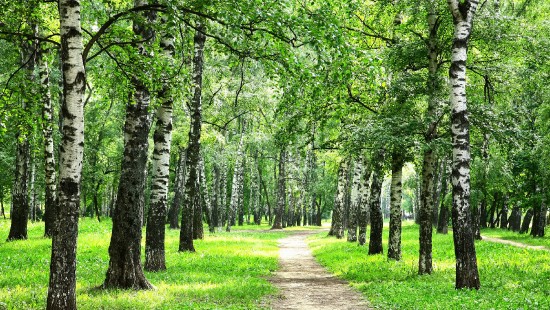 Image green grass and trees during daytime