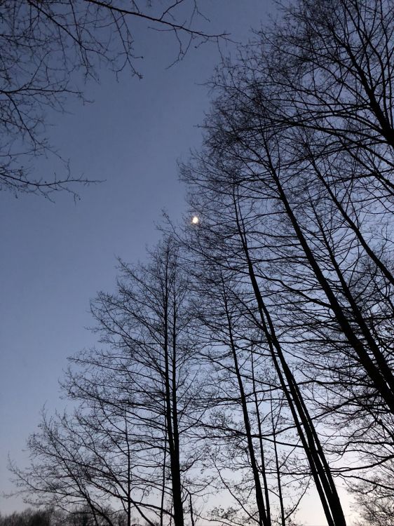 性质, 树枝, 木本植物, 生物群落, 落叶 壁纸 1536x2048 允许
