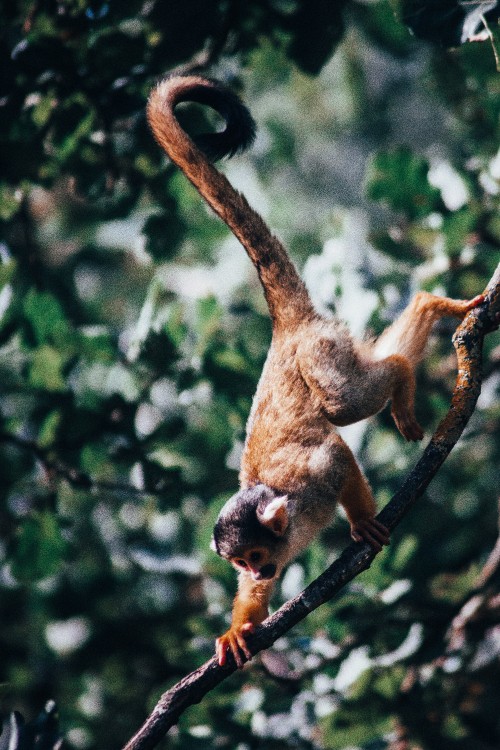 Image brown monkey on tree branch during daytime