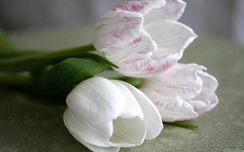 Image white and purple flower on green textile